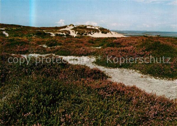 Westerland Sylt Landschaftspanorama Heide Dünen