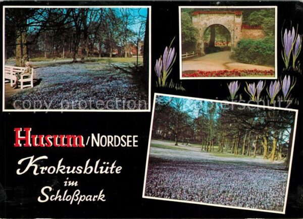 Husum Nordfriesland Krokusblüte im Schlosspark