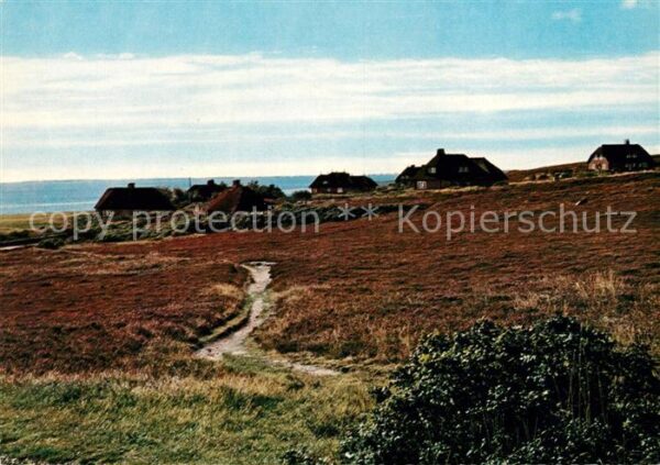 Kampen Sylt Friesenhäuser in der Kampener Heide