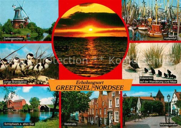Greetsiel Eiderenten Mühle Hafen Brandgänse