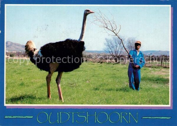 Oudtshoorn Strauss