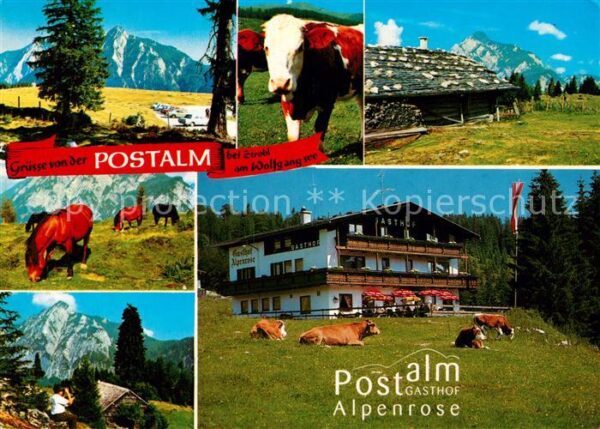 Strobl Postalm Gasthof Alpenrose Kühe Pferde A