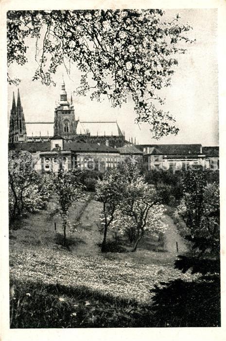 Praha Prahy Prague Hradcany Hradschin Baumblüte