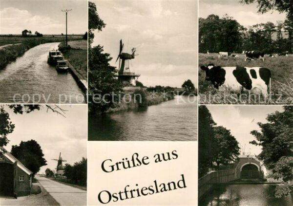 Ostfriesland Windmühlen Kuhherde