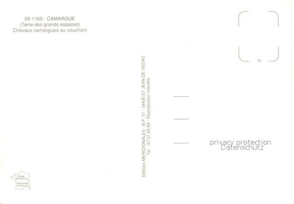 Pferde Camargue – Bild 2