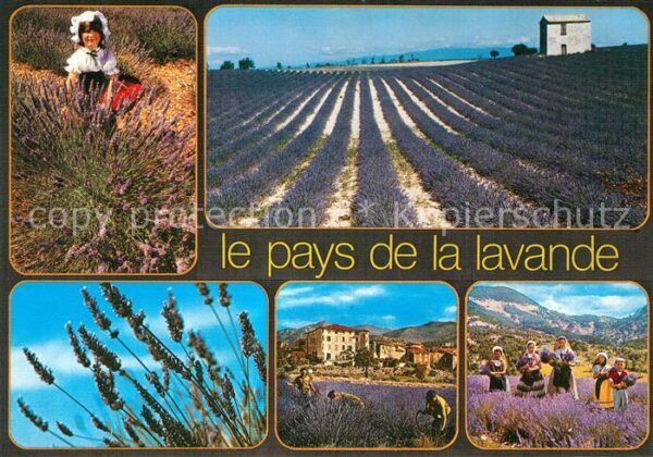 Pflanzen Lavendel Frankreich