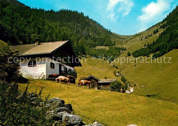 St Ulrich Pillersee Lindtal-Alm Kühe