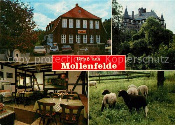 Mollenfelde Schafe Cafe Backstüble