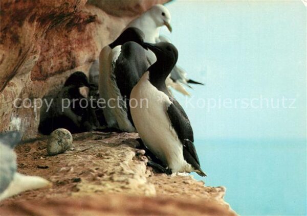 Helgoland Lummen Skittenhörn Brutgeschäft