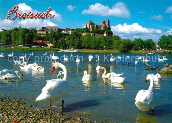 Breisach Rhein Rheinpartie mit Münster