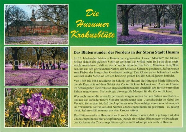 Husum Nordfriesland Husumer Krokusblüte