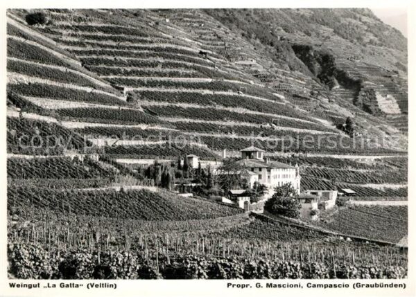 Sondrio Weingut La Gatta