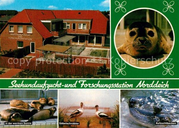 Norddeich Ostfriesland Seehundaufzucht und Forschungsstation