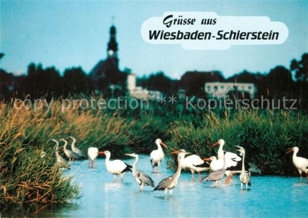 Schierstein Storchengemeinschaft