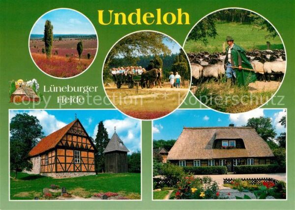 Undeloh Schafe Lüneburger-Heide