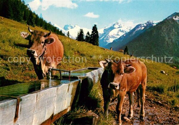 Allgaeu Region Kühe am Brunnen