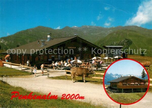 Mayrhofen Zillertal Penkenalm Kühe