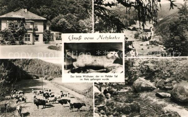 Netzkater Kuhweide Gasthaus Panoramen