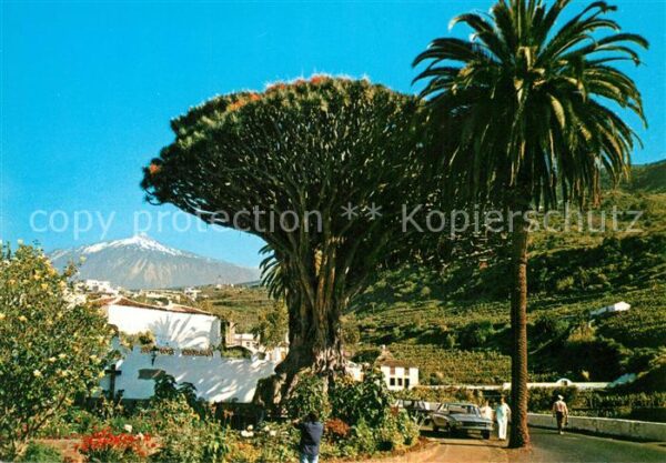 Icod de los Vinos Drago milenario Teide