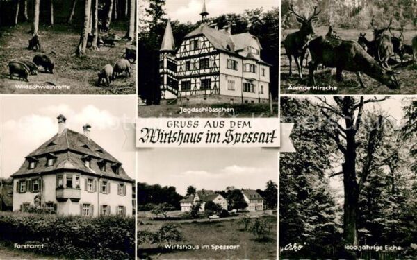 Rohrbrunn Wirtshaus im Spessart Wildschweinrotte