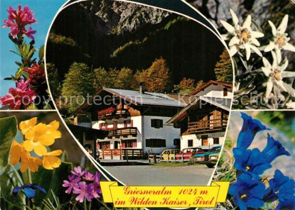 Kirchdorf Tirol Unterkunftshaus Griesneralm Alpenflora