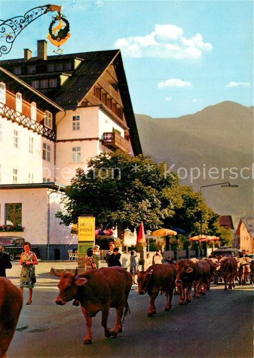St Anton Arlberg Viehtrieb Kühe