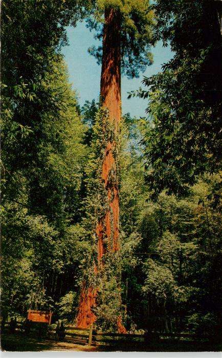 Baeume Trees Arbres Arboles Parson Jones Tree