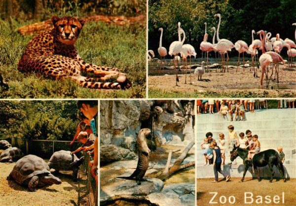 Zoo Gardin Zoologique-- Basel Gepard Flamingos Schildkroeten Pony