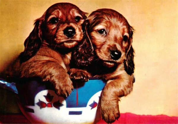 Tiere Hunde