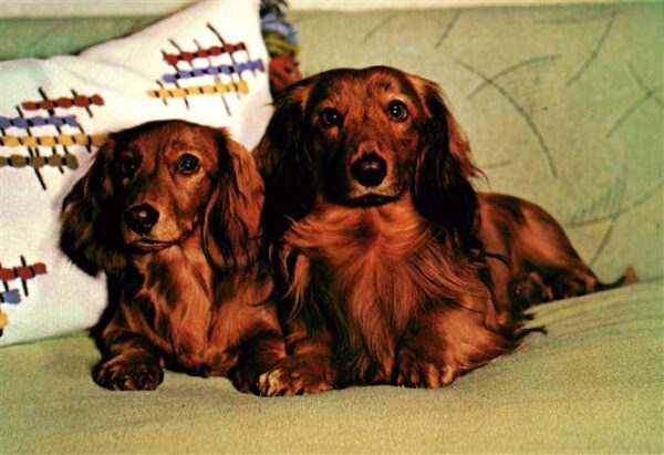 Tiere Hunde Zwillingen