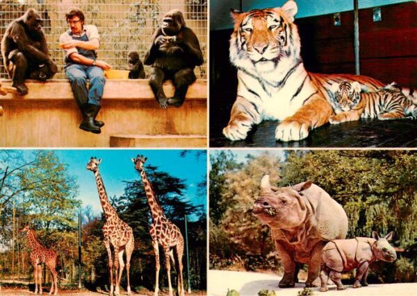 Zoo Gardin Zoologique-- Basel Tieger Gorilla Panzernshorn Giraffe