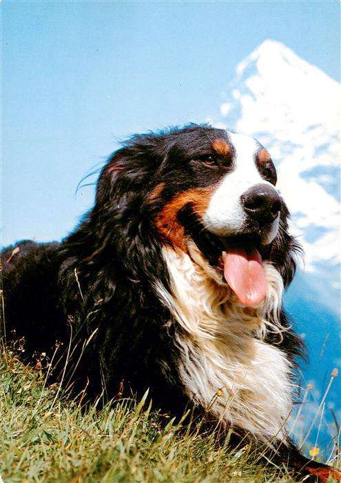 Hunde dogs chiens Swiss mountain dog