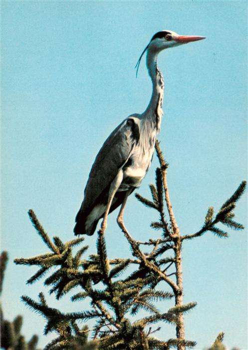 Voegel Birds Oiseaux Reiher Heron cendre