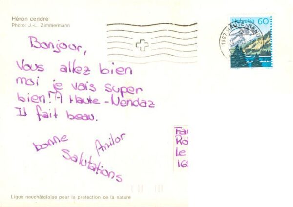 Voegel Birds Oiseaux Reiher Heron cendre – Bild 2