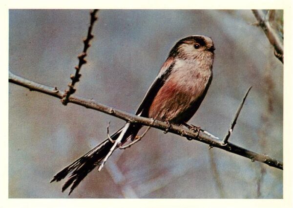 Voegel Birds Oiseaux Paridae 13cm