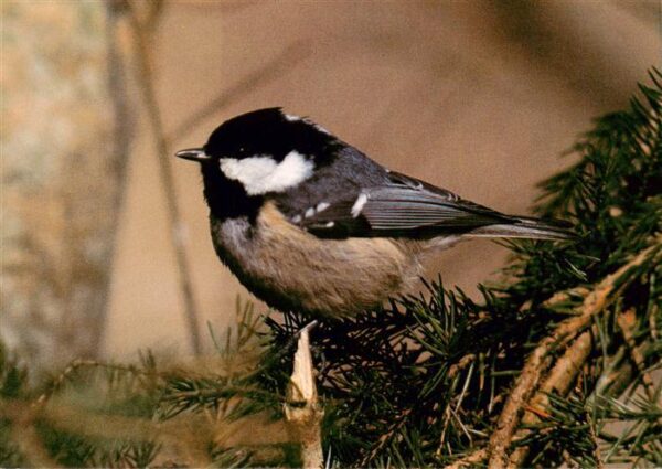 Voegel Birds Oiseaux Tannenmeise Cincia mora