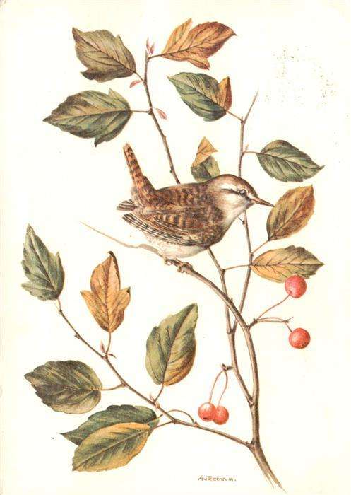 Voegel Birds Oiseaux Zaunkoenig
