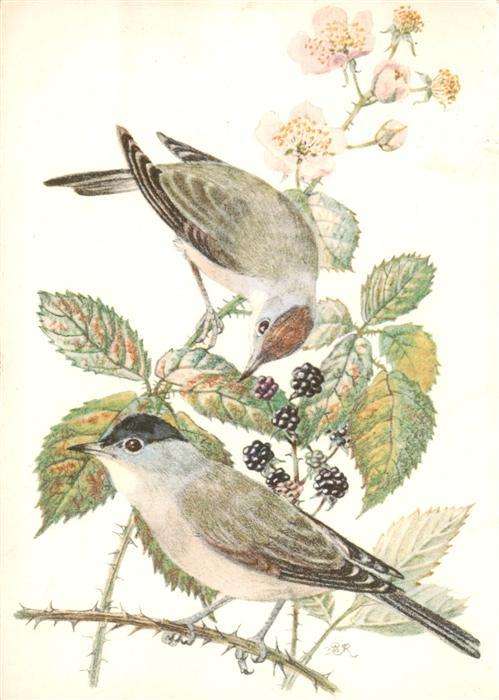 Voegel Birds Oiseaux Schwarzkopf Brombeere