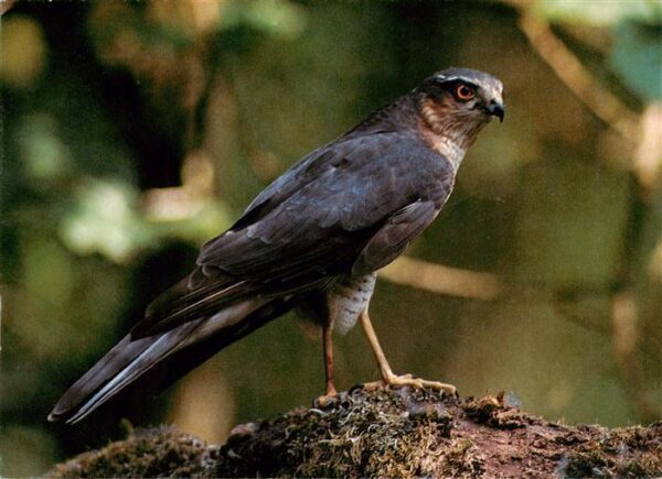 Voegel Birds Oiseaux Sperber Sprer Foto A.Mauxion