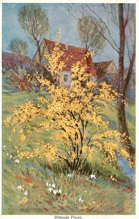 Verlag Primus Nr. Nr.1244 Bluehende Fluren