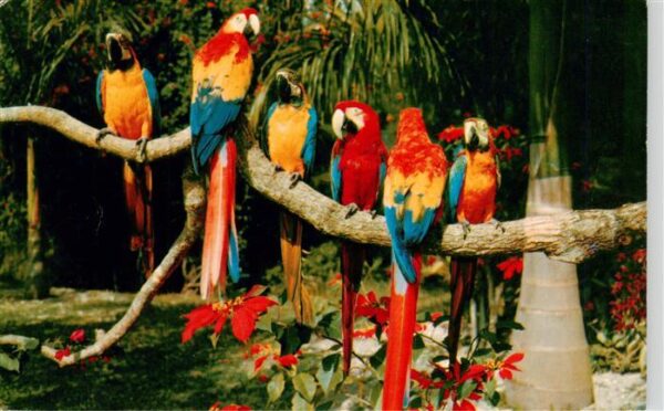 Papagei Macaws and Poinsettias