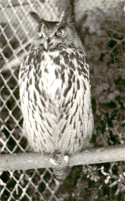 Eulen Owl Hibou Chouettes-- Eule