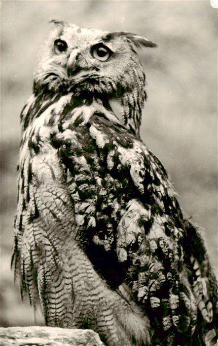 Eulen Owl Hibou Chouettes-- Eule