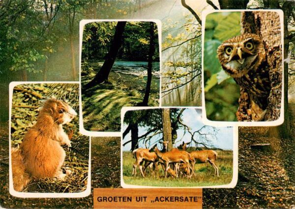 Eulen Owl Hibou Chouettes-- Groeten uit Ackersate