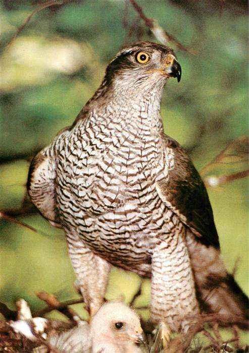Voegel Birds Oiseaux Habicht