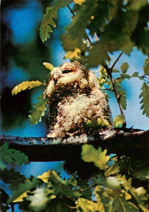 Eulen Owl Hibou Chouettes-- Eule