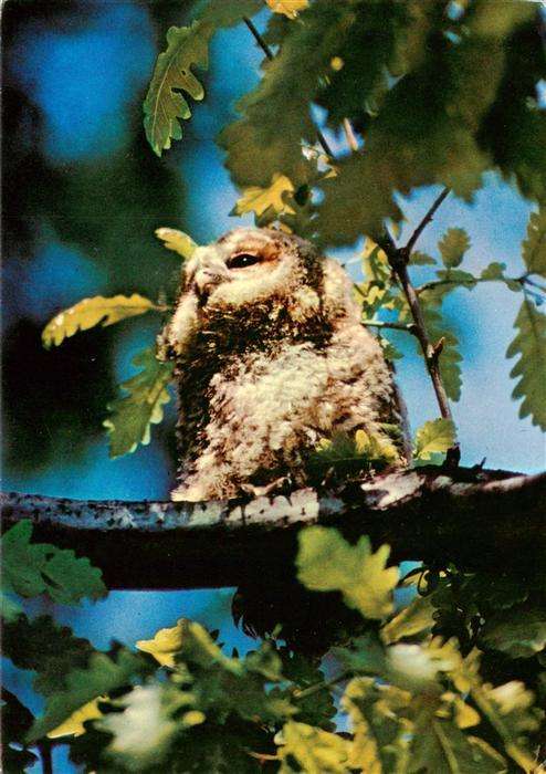 Eulen Owl Hibou Chouettes-- Eule