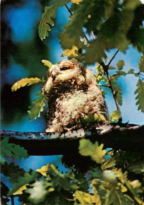 Eulen Owl Hibou Chouettes-- Eule