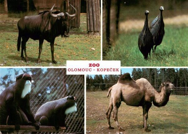 Zoo Gardin Zoologique-- Olomouc Kopecek
