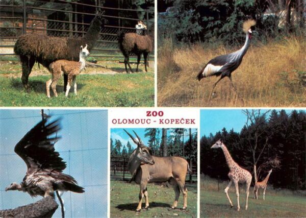 Zoo Gardin Zoologique-- Olomouc Kopecek